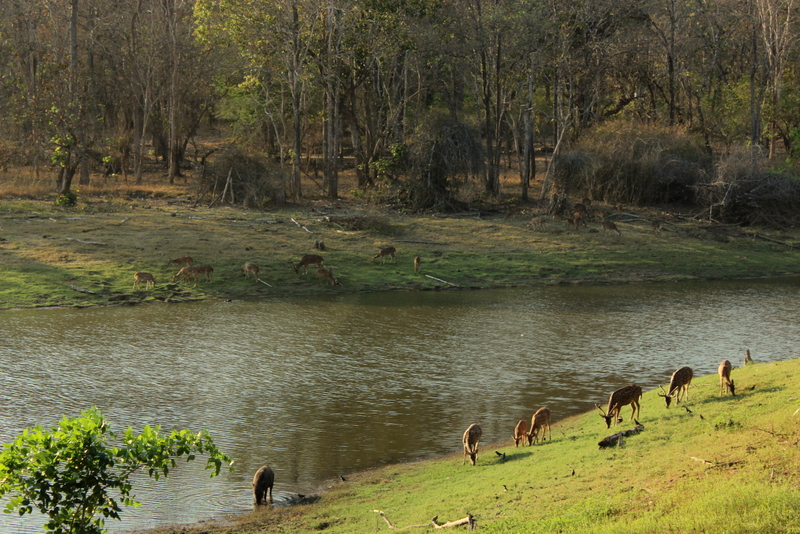 nagarhole national park